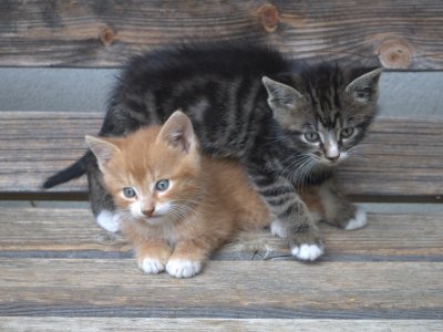 Einweihung Wurzer Säge